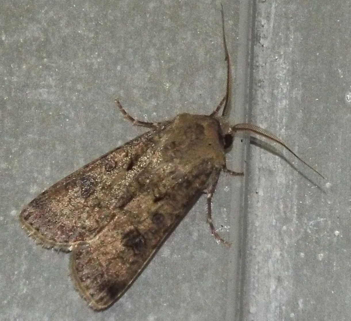 Falena da identificare - Agrotis segetum